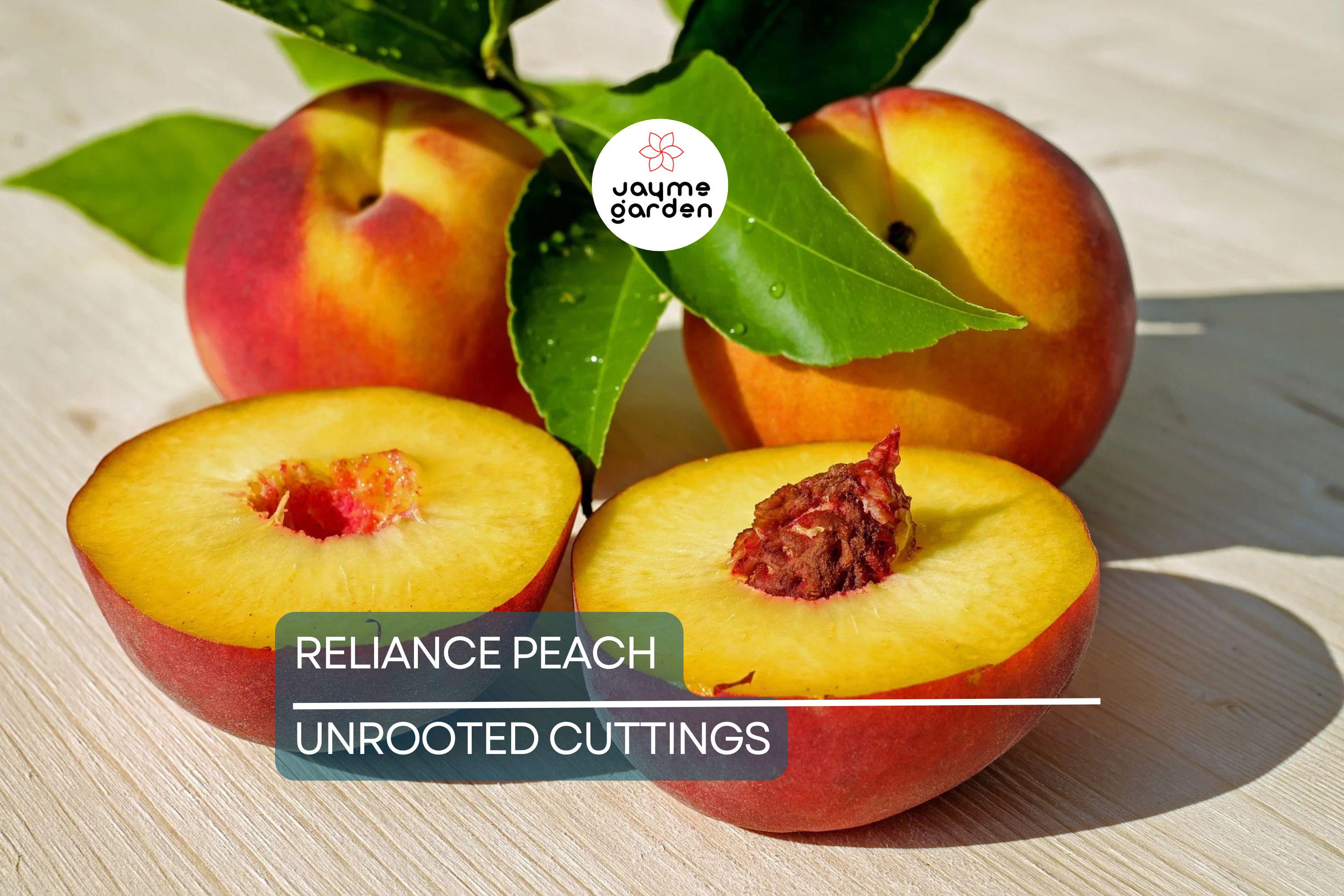 3 Reliance Peach Fruit Tree Scion Cuttings 10-12" Non-Rooted for Grafting or Rooting