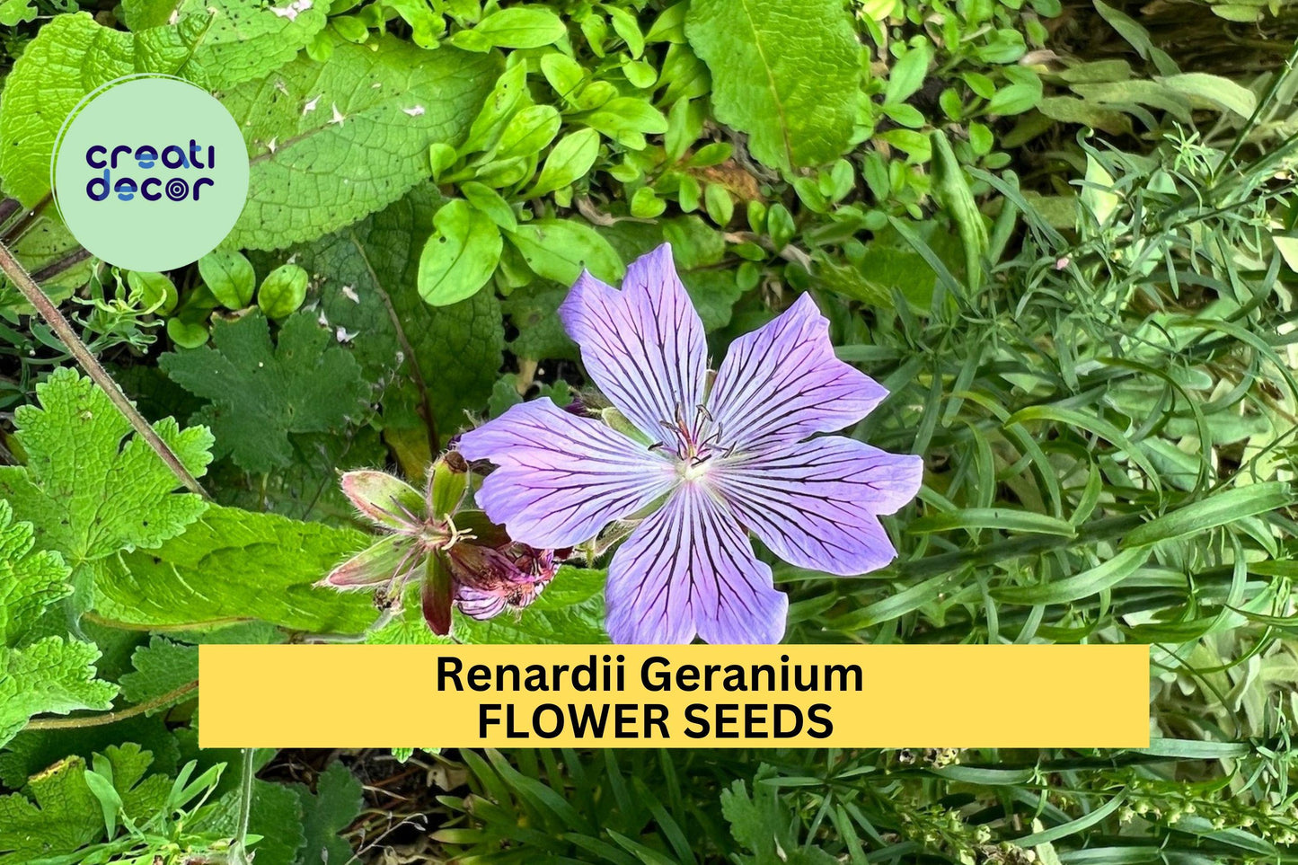 25+ Renardii Geranium Seeds – Textured Foliage & Pale Violet Flowers for Garden Planting, Drought-Tolerant Perennial – USA