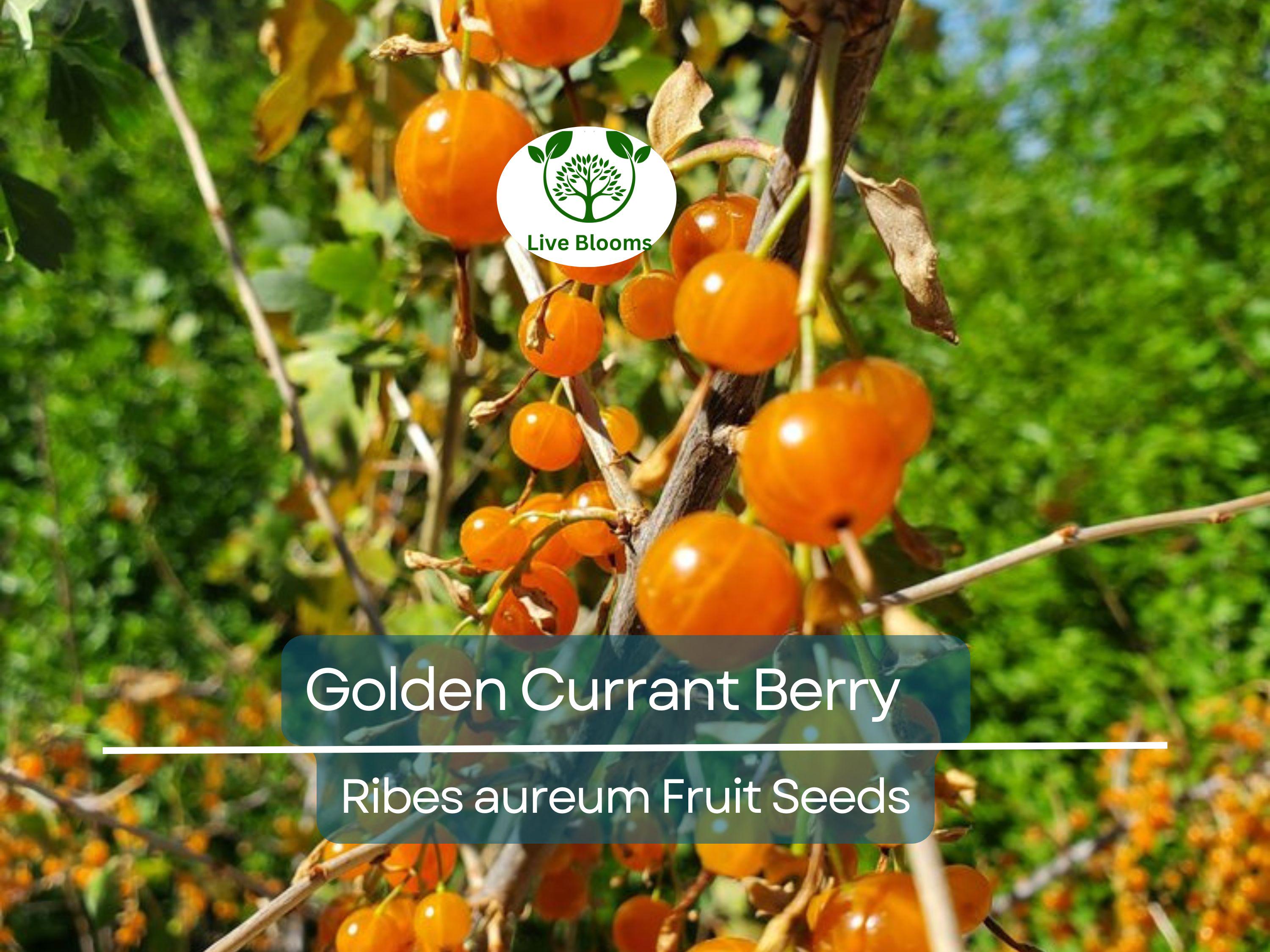20 Golden Currant Berry Seeds (Ribes aureum), Edible Fruit Bush, Sweet Berries, Native Shrub, Wildlife Friendly, Garden Starter, Easy Grow