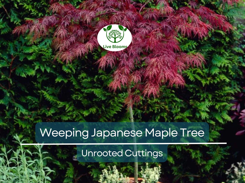 10 Thin Japanese Maple Weeping Tree 'Garnet' Unrooted Cuttings for Rooting & Grafting (6-7") - Acer palmatum