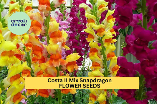 1000+ Costa II Mix Snapdragon Seeds – Tall Colorful Spikes for Garden Planting, Cut Flowers & Pollinator-Friendly Borders – USA