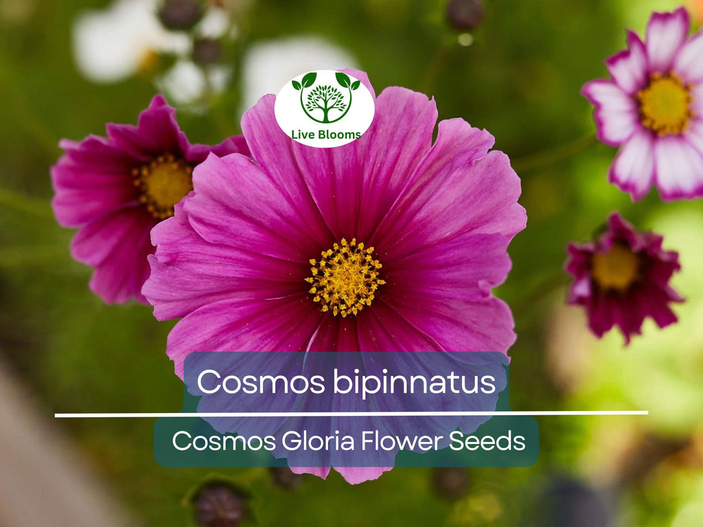 1 Gram Seeds Cosmos Gloria for Planting | Cosmos bipinnatus Vibrant Annual Flower for Gardens, Pollinator Habitats & Decorative Landscaping
