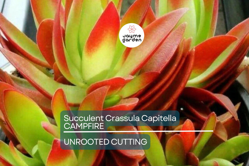 Crassula Campfire Cuttings - 3 Live 2" Unrooted Cuttings, Red Foliage, Perfect for Succulent Gardens, USDA Zones 9-11