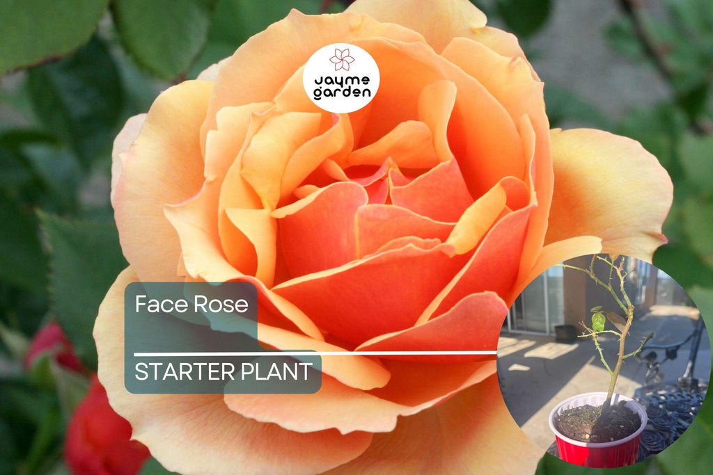 About Face Rose Starter Plant | Unique Two-Toned Blooms | Golden Orange & Ruby Red | 6-10" Tall Live Plant