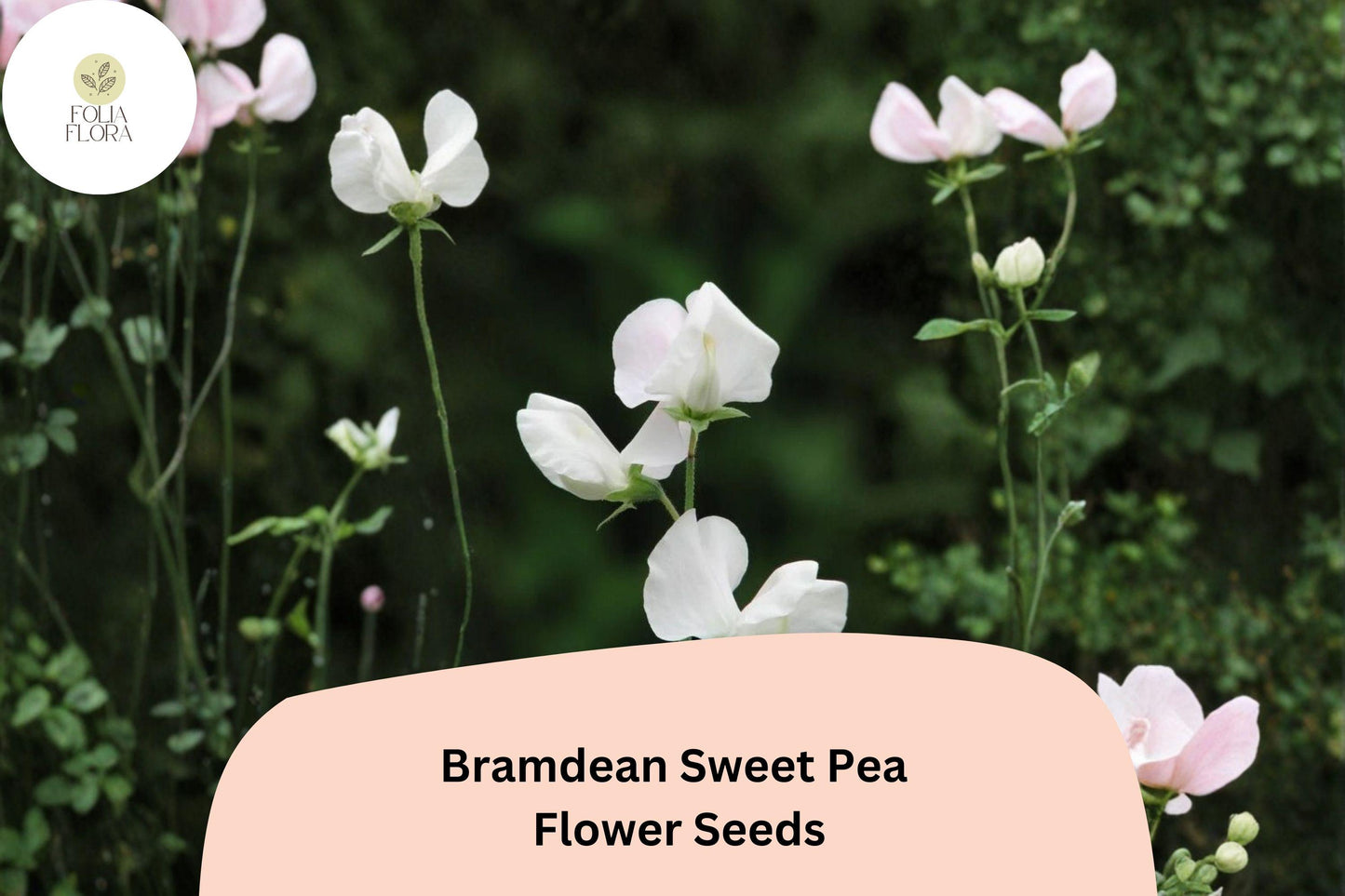 50+ Bramdean Sweet Pea Seeds | Fragrant Climbing Annual Flower for Garden & Cut Flower Arrangements