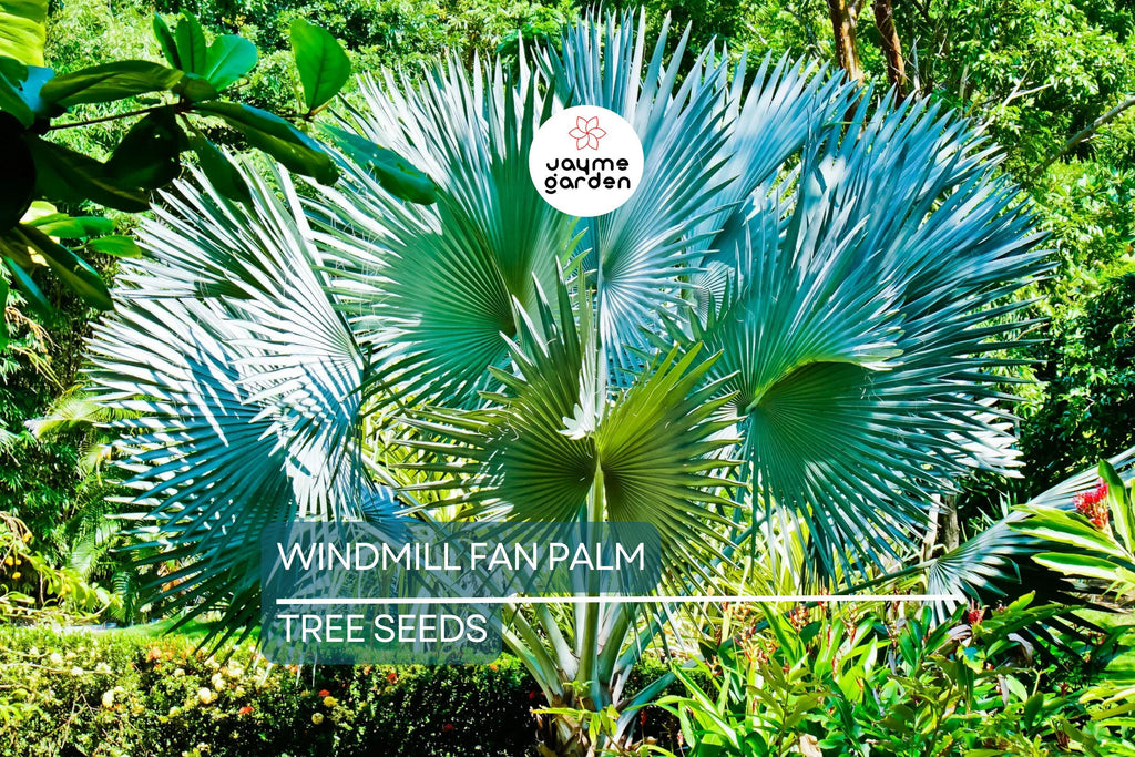 10 Windmill Palm Tree Seeds (Trachycarpus fortunei) – Cold Hardy Fan Palm, 66' Tall