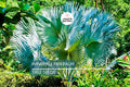 10 Windmill Palm Tree Seeds (Trachycarpus fortunei) – Cold Hardy Fan Palm, 66' Tall
