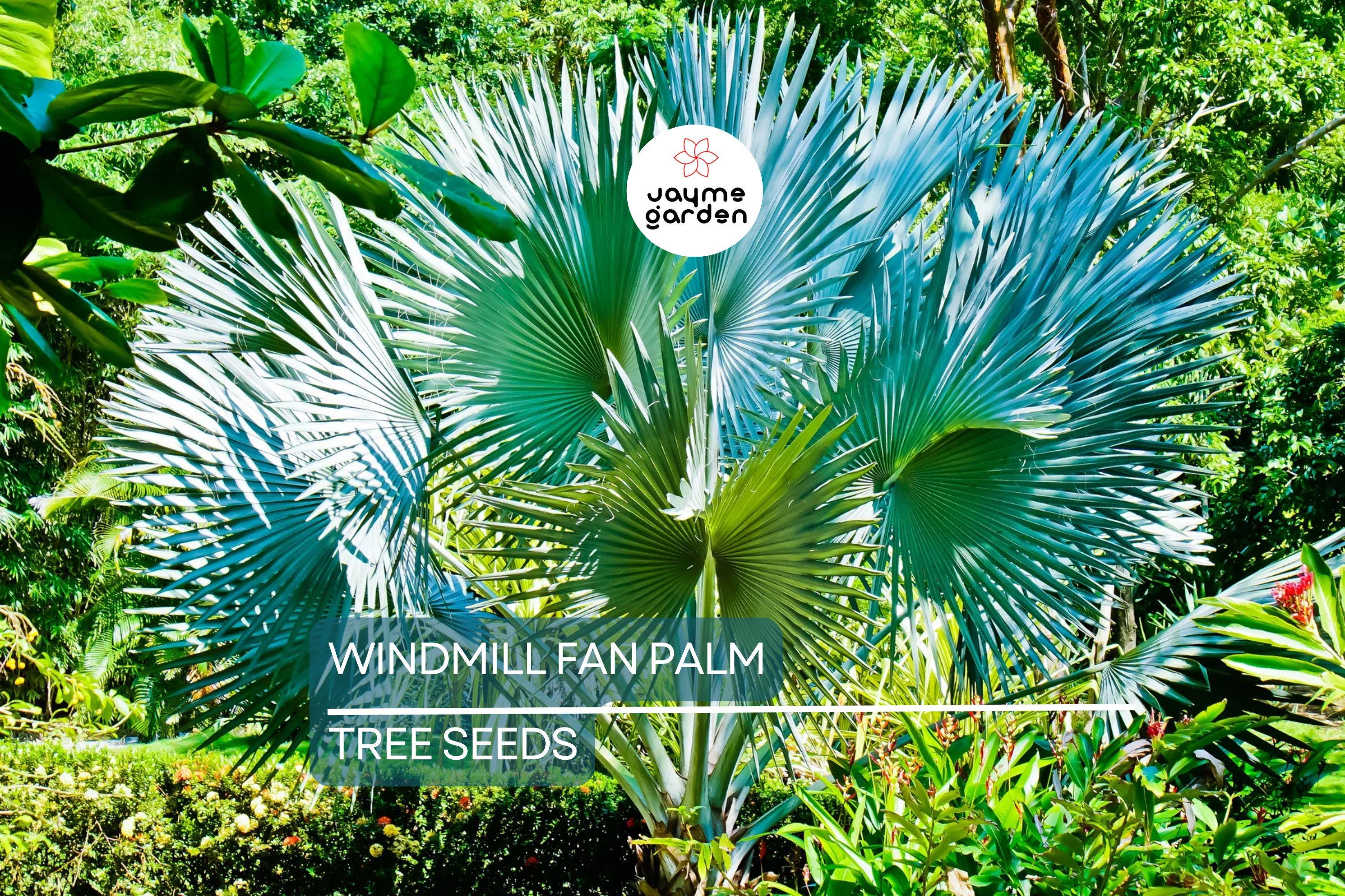 10 Windmill Palm Tree Seeds (Trachycarpus fortunei) – Cold Hardy Fan Palm, 66' Tall