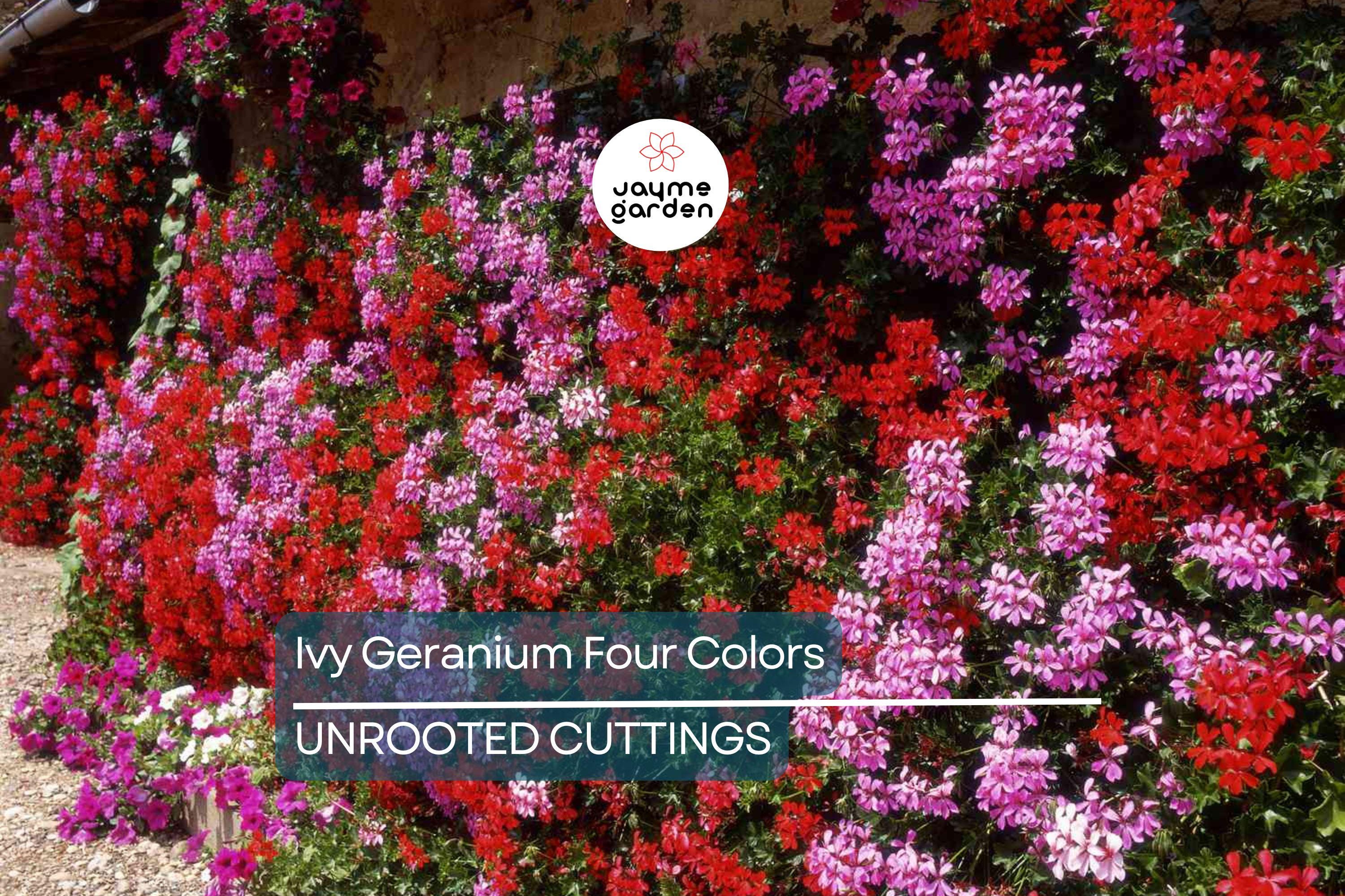 Ivy Geranium - 8 Cuttings (4 Vibrant Colors) for Rooting | Labeled with Rooting Powder & Instructions | USA Grown