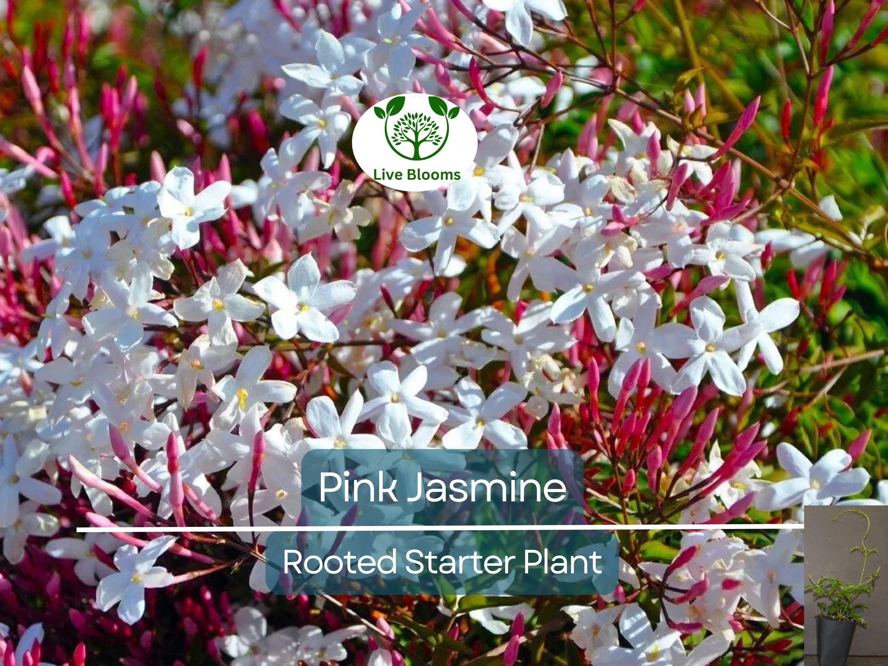 1 Pink Jasmine Jasminum Polyanthum Extremely Fragrant Rooted Starter Plant Bare Root, Sweet Scented Flowering Vine for Sale