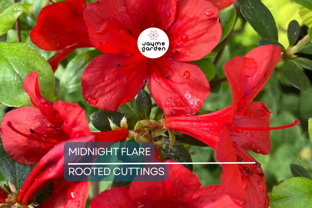 Midnight Flare Azalea | Live Rooted Starter Plant (2-8") | Deciduous Rhododendron Shrub |