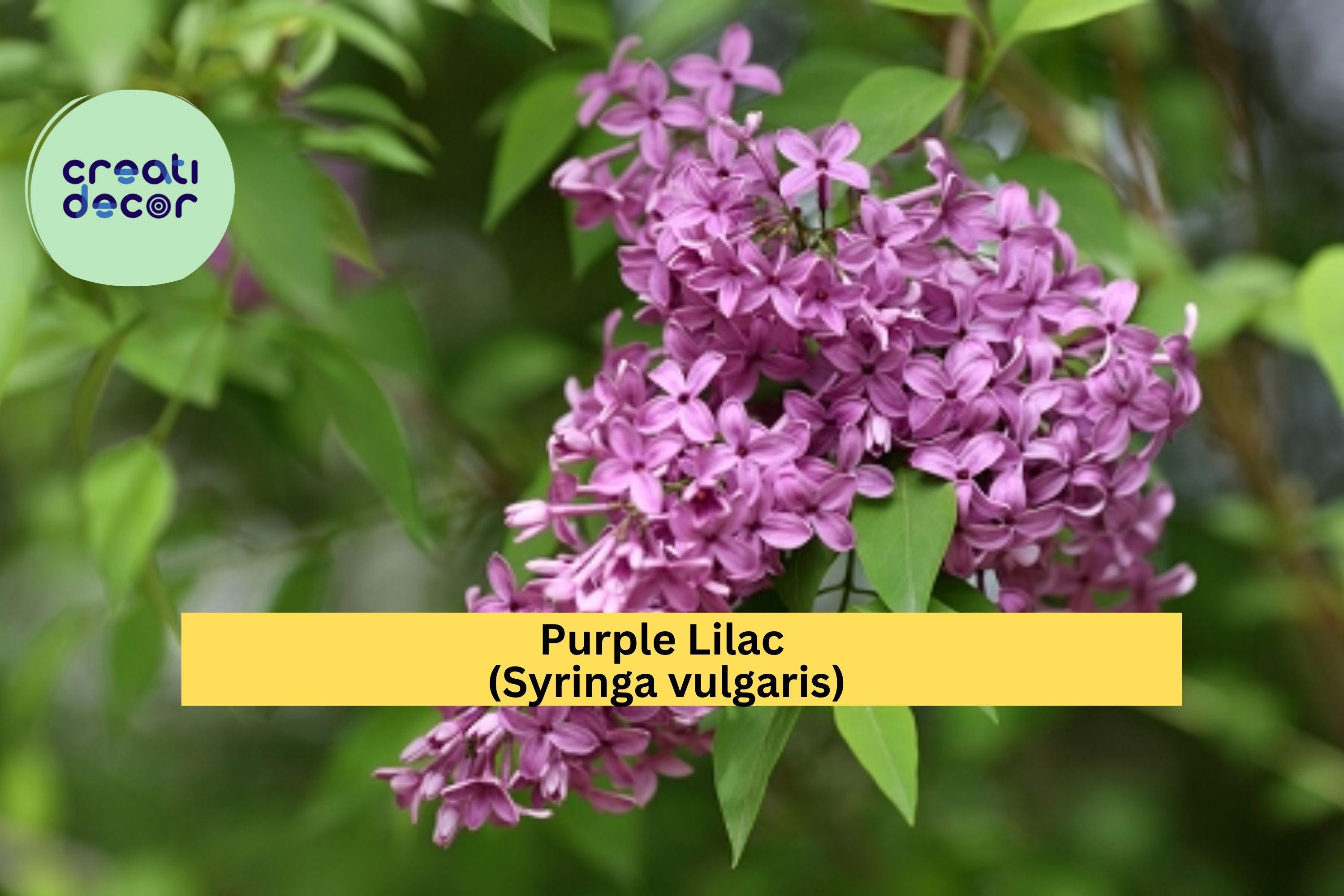 Purple Lilac Bush – 25 Bare Root Plants with Instructions, Syringa vulgaris Hardy Fragrant Flowering Shrubs for Spring Planting, Zones 3–8