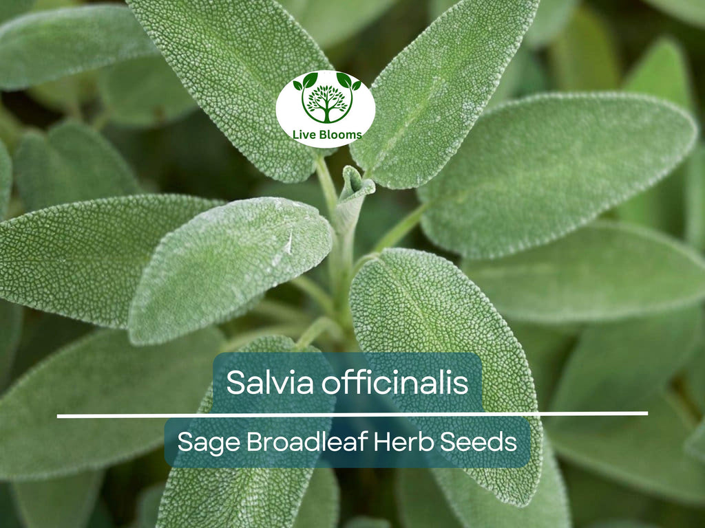 30 Sage Broadleaf Seeds for Planting - Salvia officinalis Fresh Culinary Herb, Easy to Grow, Perfect for Gardens & Kitchens