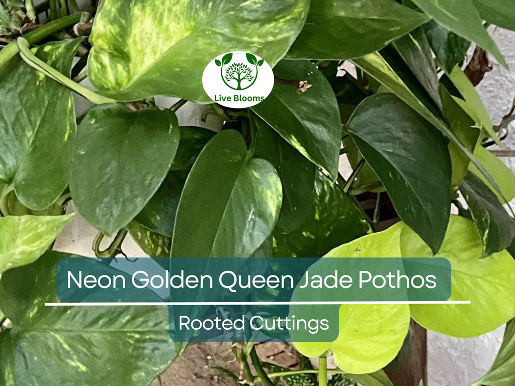 2x 10” Rooted Pothos Cuttings | Neon Golden Queen Jade Philodendron Plant | Easy Care Houseplant, Indoor Vine, for Decor & Propagation