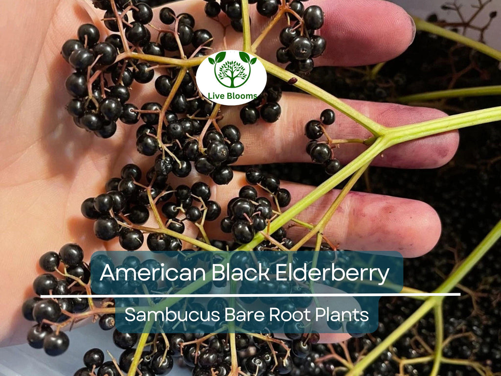 2 American Black Elderberry Plants - Sambucus - Bare Root Live Bush for Planting - Fruit Garden Starter