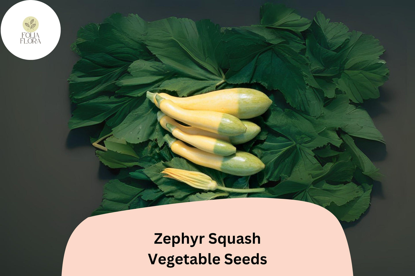 25+ Zephyr Squash Seeds for Planting | Unique Yellow Green Summer Squash | Heirloom Vegetable Garden Seeds