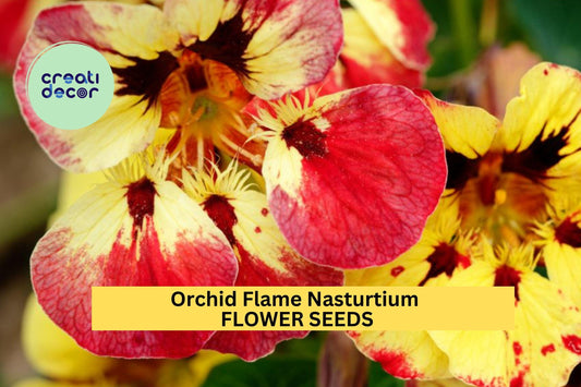 50+ Orchid Flame Nasturtium Seeds – Red-Yellow Streaked Blooms for Garden Planting, Edging, Hanging Baskets & Pollinator Beds – USA
