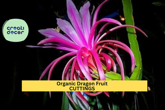 10 Organic Dragon Fruit Cuttings | Hylocereus Cactus Starter Plants | 8–14" Long Unrooted Vines | Grow Sweet Tropical Fruits