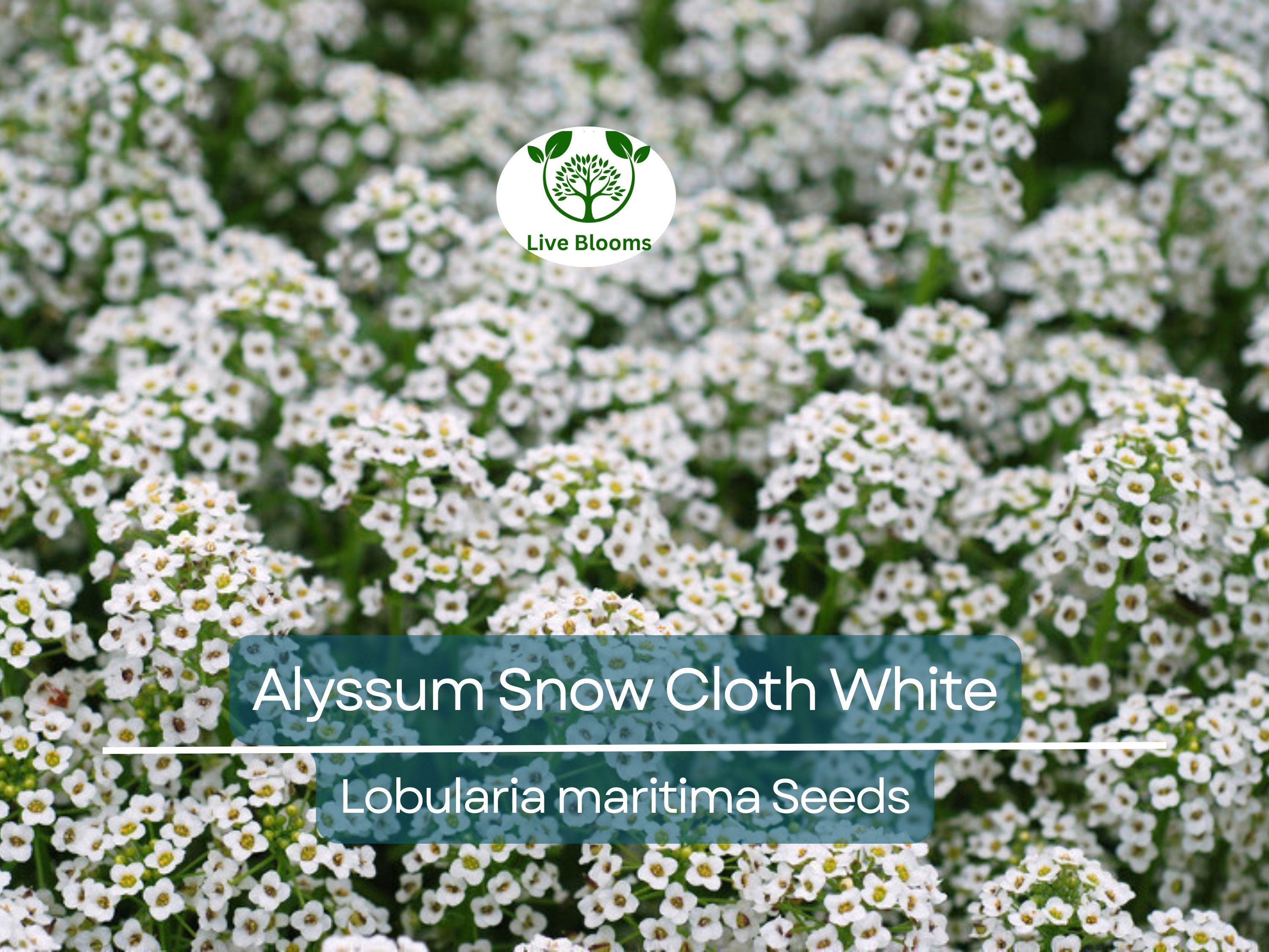 1000 Seeds Alyssum Snow Cloth White Ground Cover, Deer & Drought Resistant, Non-GMO, Sweet Alyssum, Low Maintenance