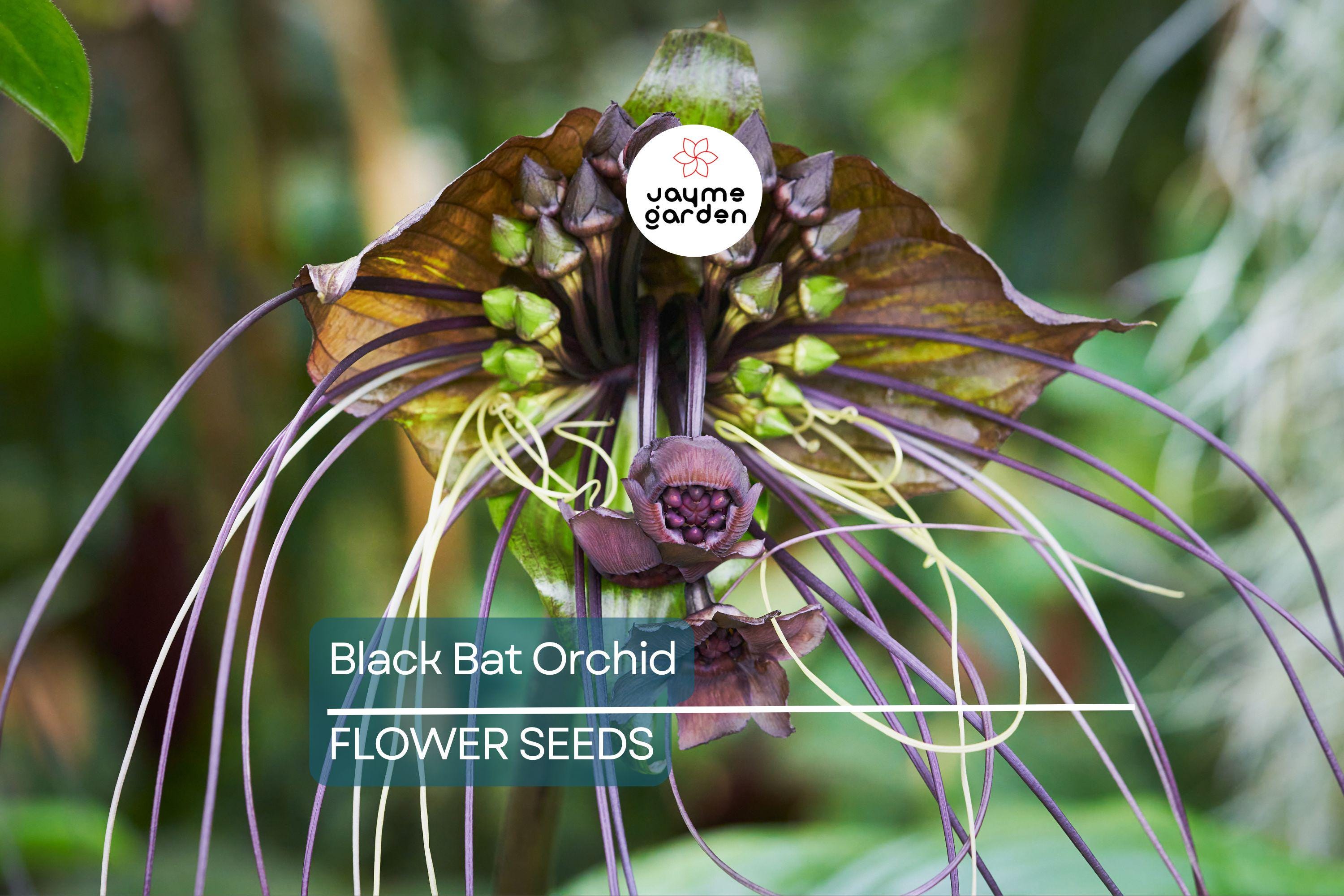 5 Black Bat Orchid Seeds (Tacca chantrieri) – Rare Tropical Houseplant, Unique Bat-Shaped Blooms, USDA Zones 10-11, Indoor or Outdoor