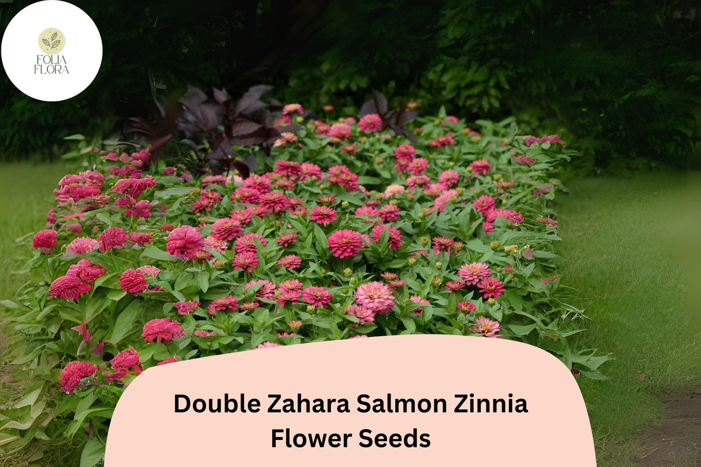 100+ Double Zahara Salmon Zinnia Seeds – Compact Coral-Pink Double Blooms for Summer Gardens