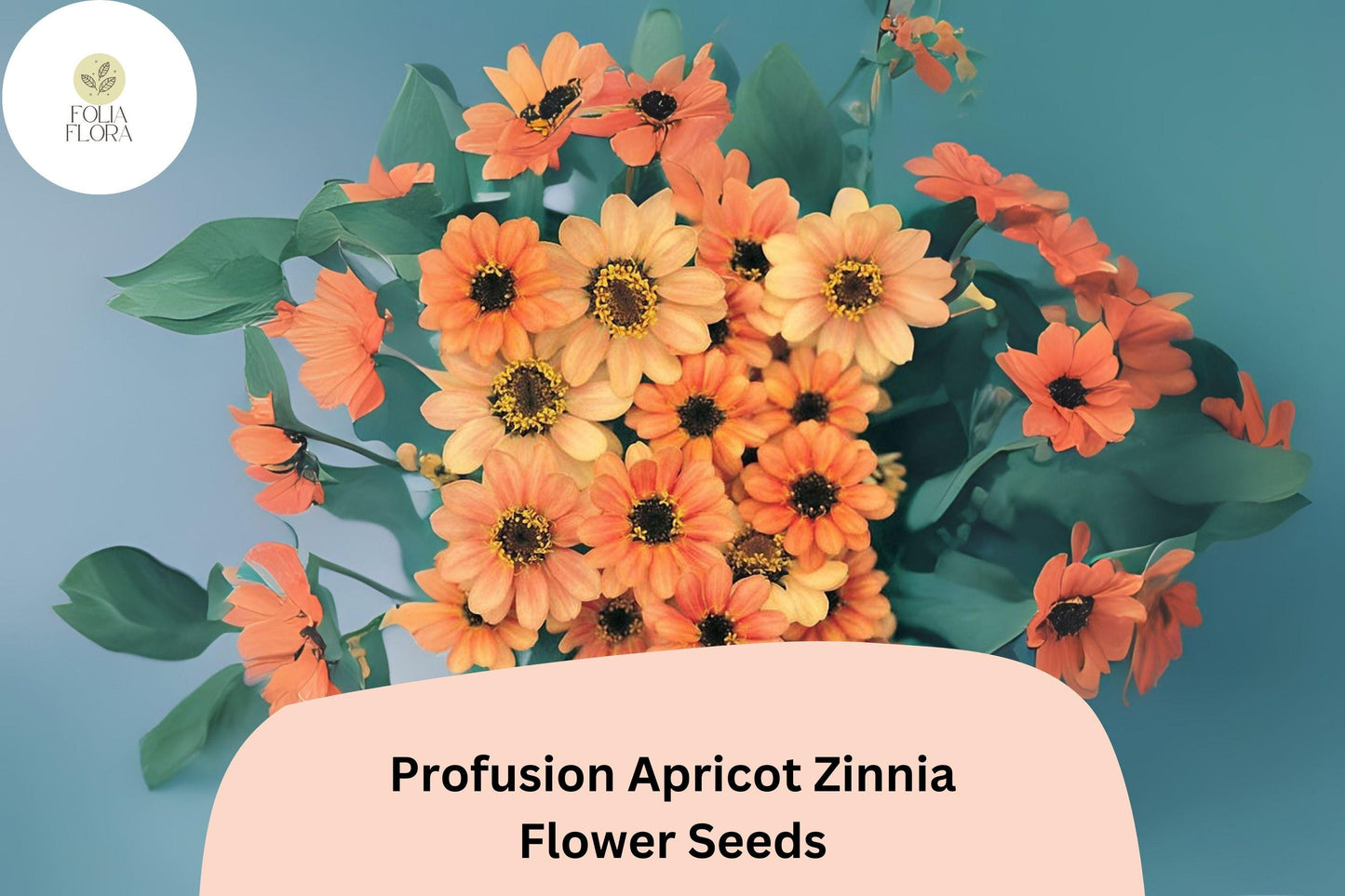 Profusion Apricot Zinnia Seeds: Peach-Orange Blooms for Summer Gardens