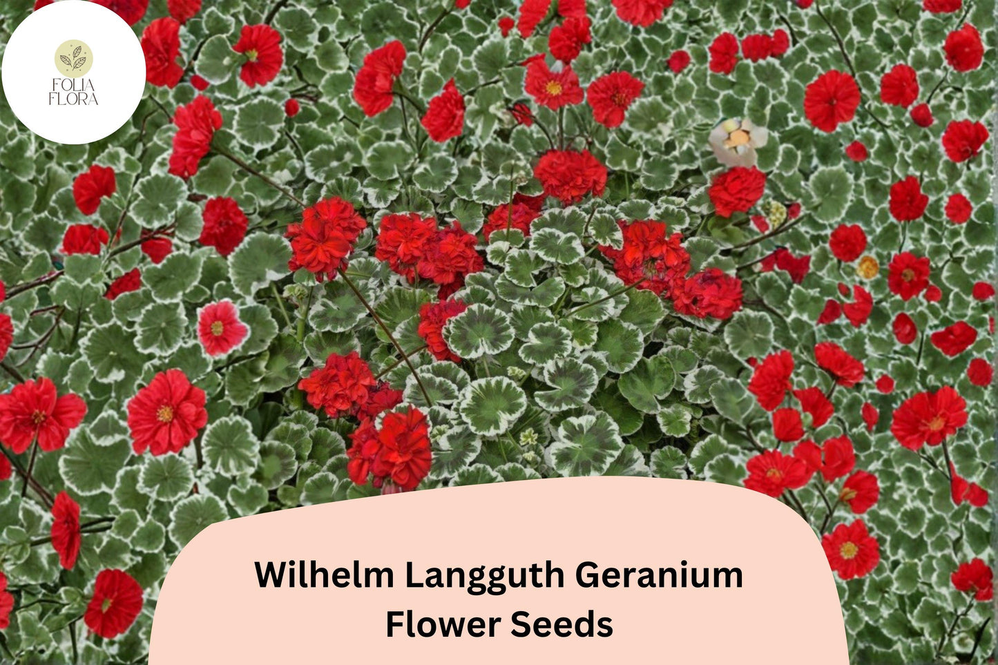 25+ Wilhelm Langguth Geranium Seeds | Variegated Leaf Zonal Geranium | White Red Bloom Garden Flower
