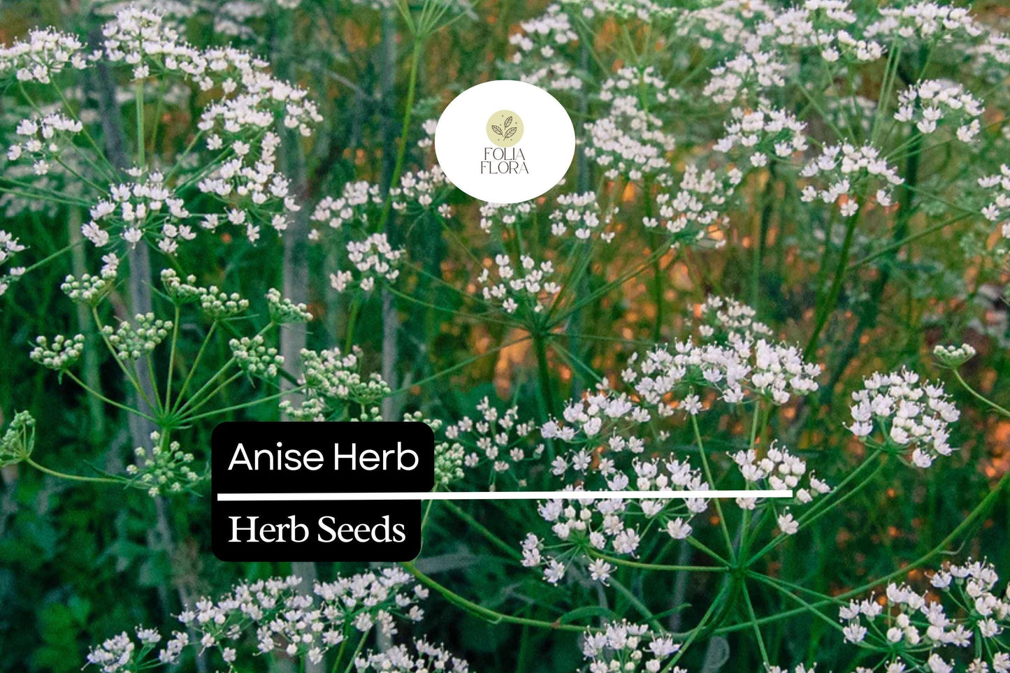 400 Seeds Anise, Pimpinella Anisum, Aromatic Herb for Culinary and Garden Use
