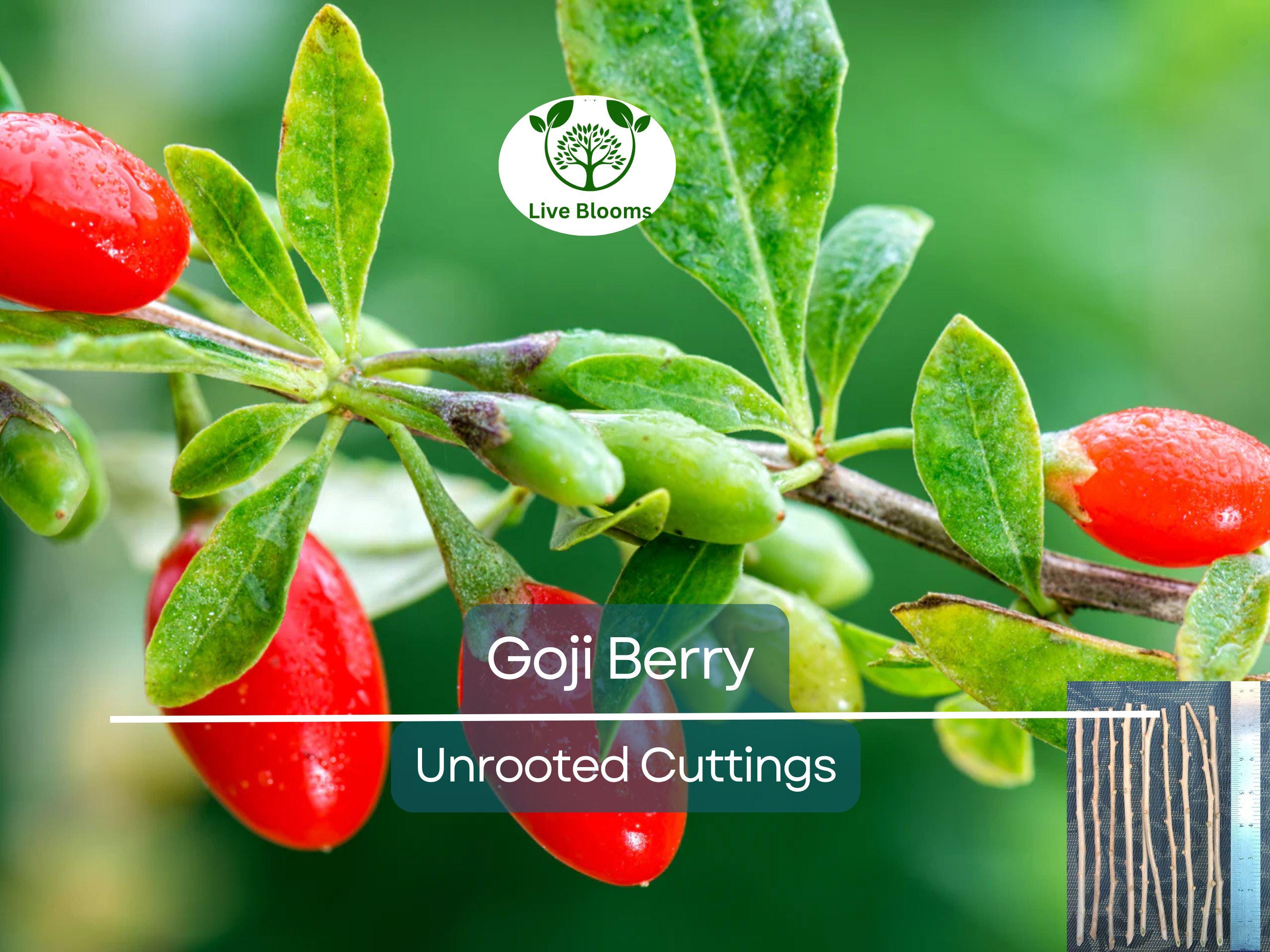 10 Goji Berry Fresh Unrooted Cuttings 7.5" Long - Lycium Barbarum - Superfood Plant for Propagation, Health & Home Garden