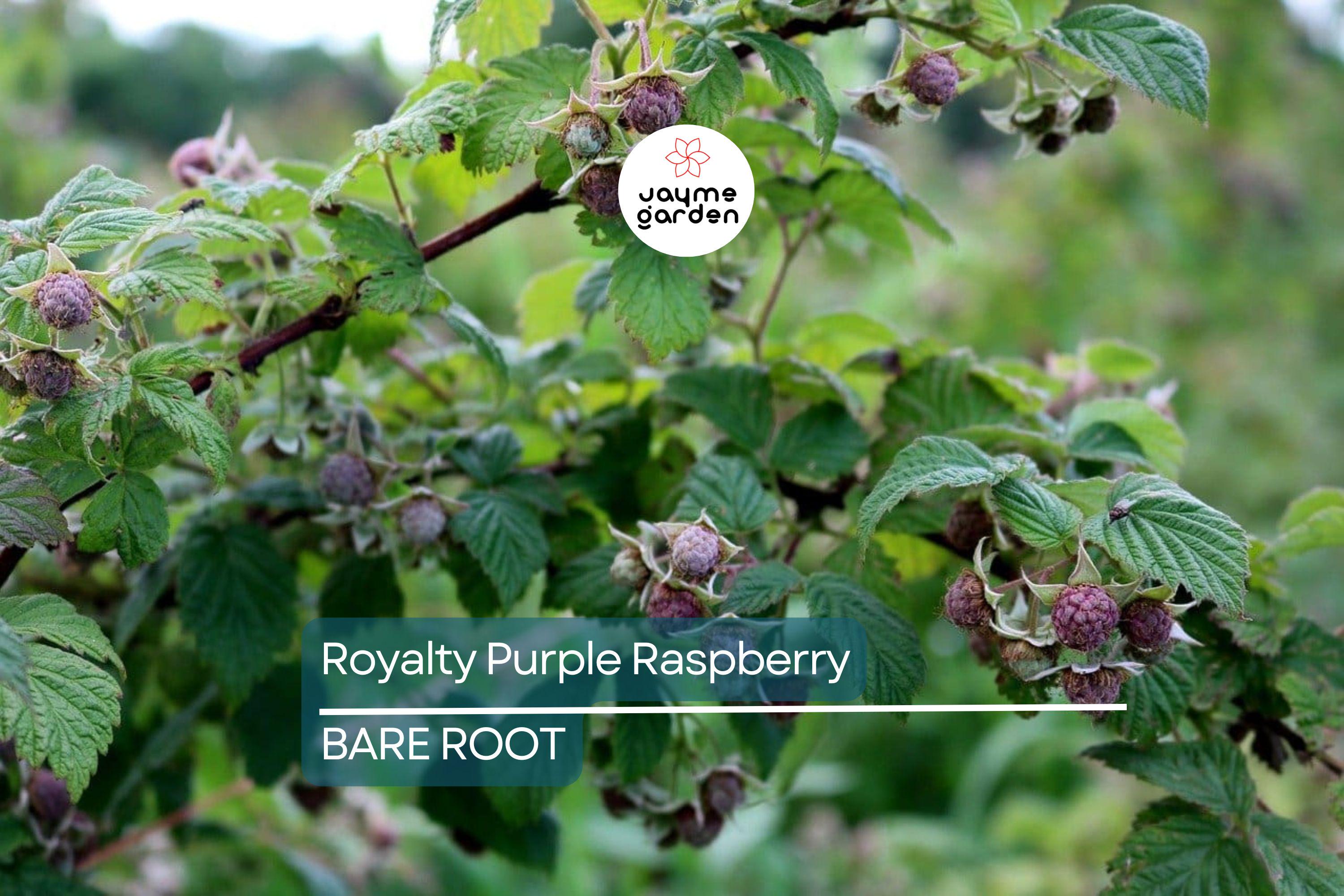 Royalty Purple Raspberry Bare Root Canes | 2-Year-Old Plants | Large Berries | Sweet Flavor | Cold Hardy | USDA Zones 4-8