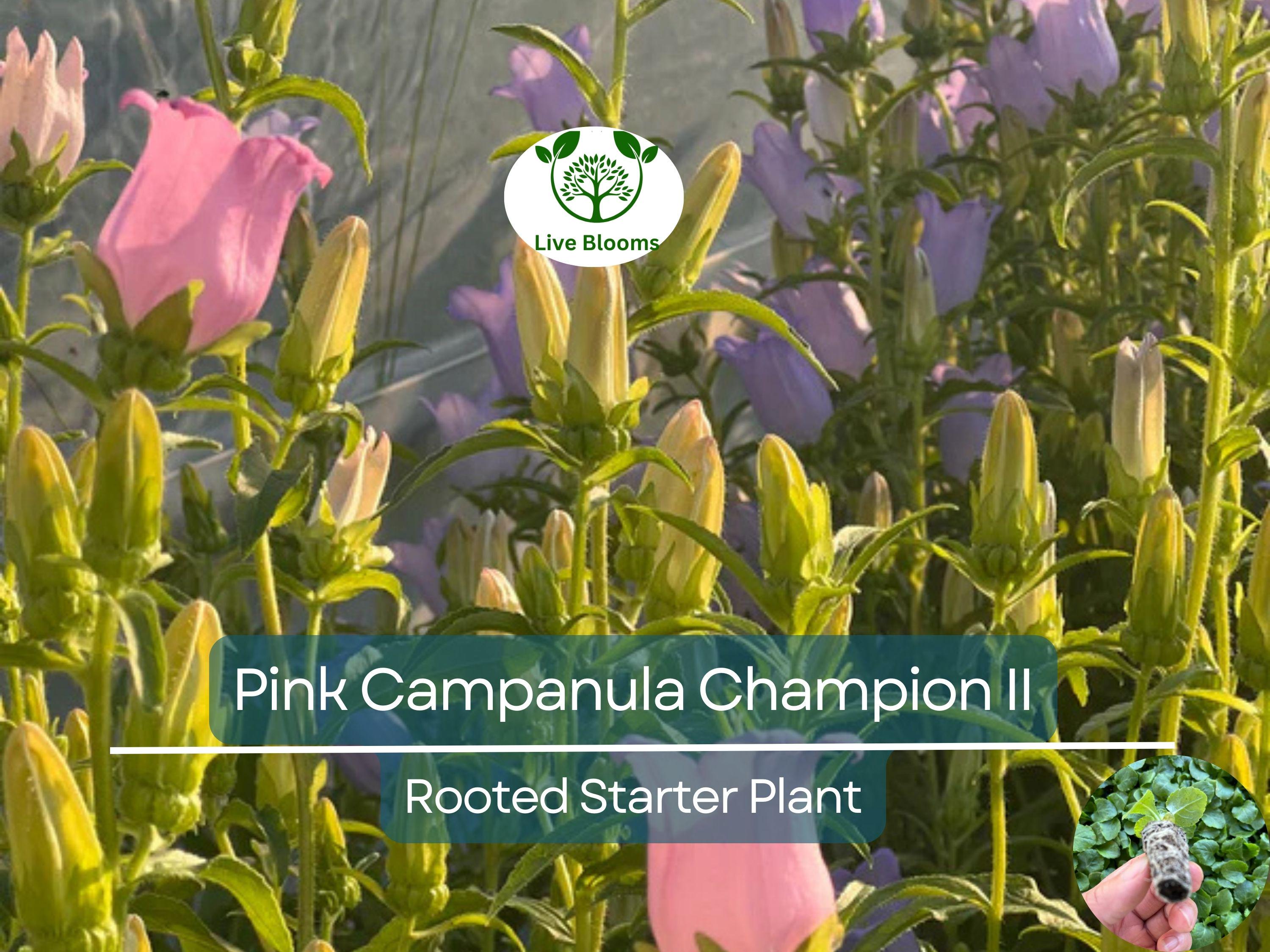2 Campanula Champion II Bellflower Plants, Healthy Starter Plant | Bellflower Perennial, Gorgeous Blooms for Garden & Landscape