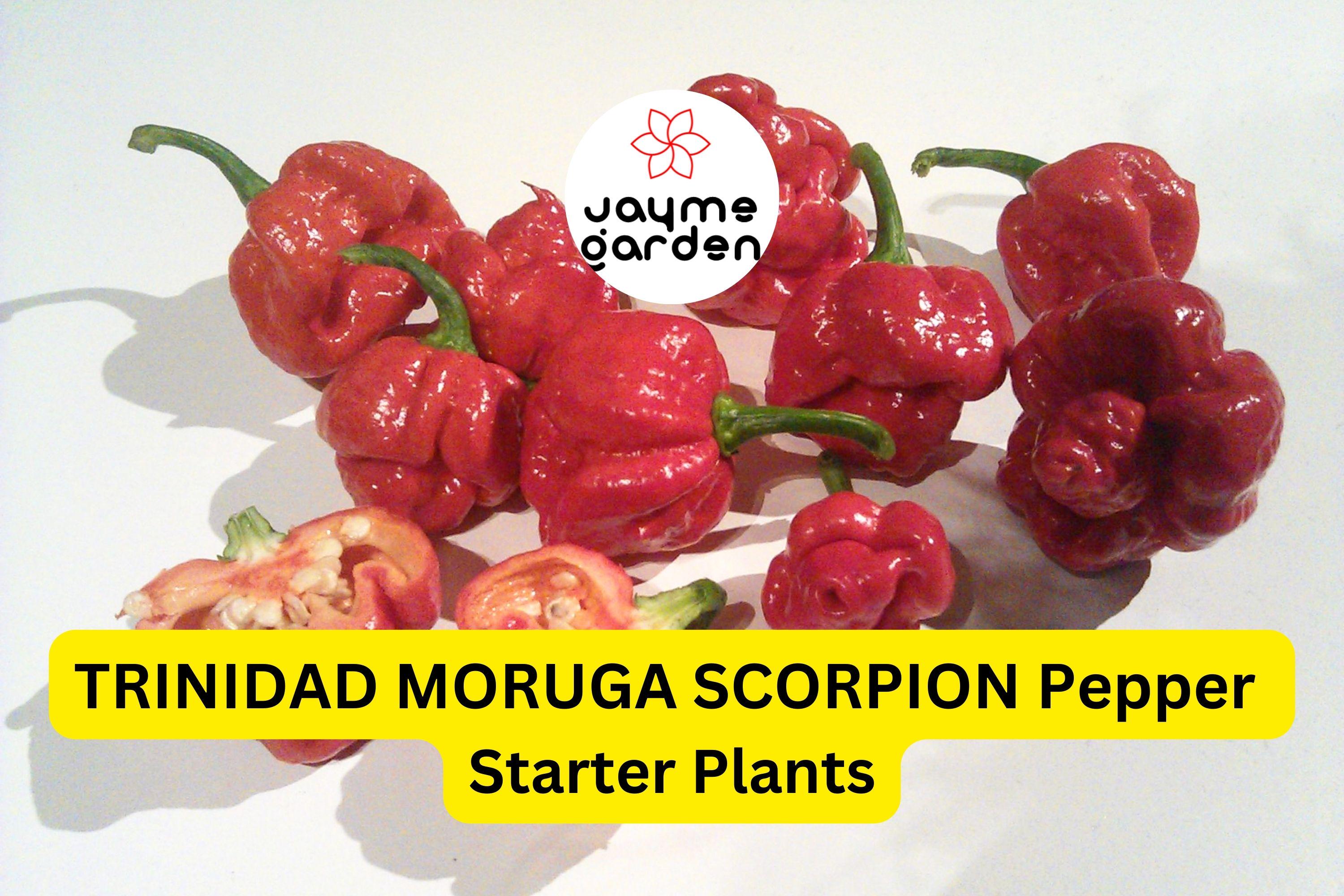 3 Trinidad Moruga Scorpion Pepper Starter Plants - Super Hot Chili - Extreme Heat for Gardens, Containers & Spicy Recipes