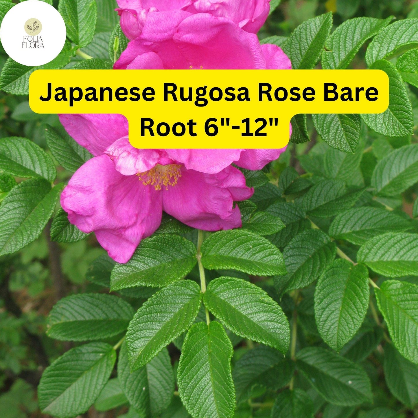 1 Japanese Rugosa Rose (Rosa rugosa) – Live Bare Root Plant 6"-12"