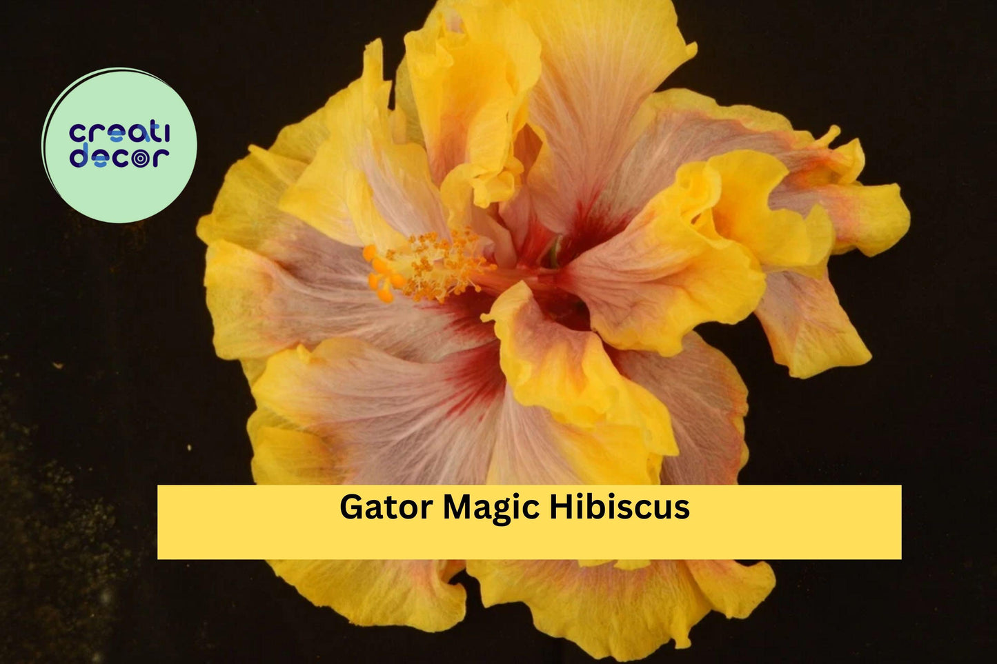 Gator Magic Hibiscus – Tropical Hibiscus rosa-sinensis Live Rooted Starter Plant, Ships Bare Root, Exotic Flowering Houseplant