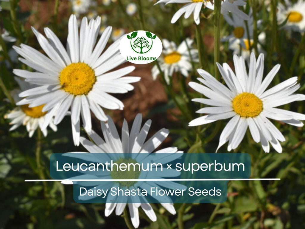 100 Seeds Daisy Shasta (Leucanthemum × superbum) - White Perennial Flower for Planting, Landscaping, Easy to Grow, Pollinator-Friendly