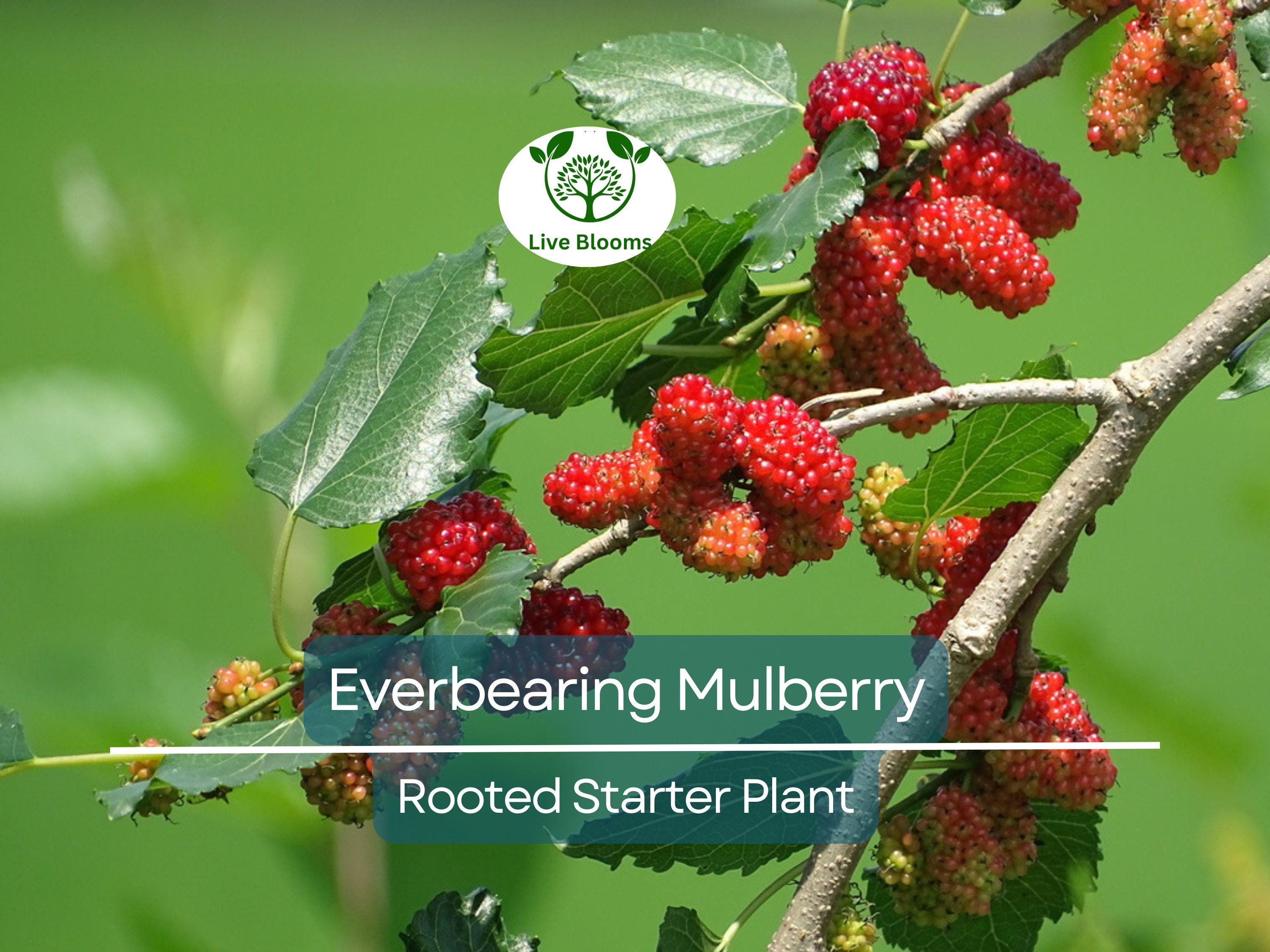 1 Illinois Everbearing Mulberry Rooted Starter Plant (Morus alba) – Sweet, Fast-Growing Fruit Tree, Edible Mulberries, Hardy & Easy to Grow