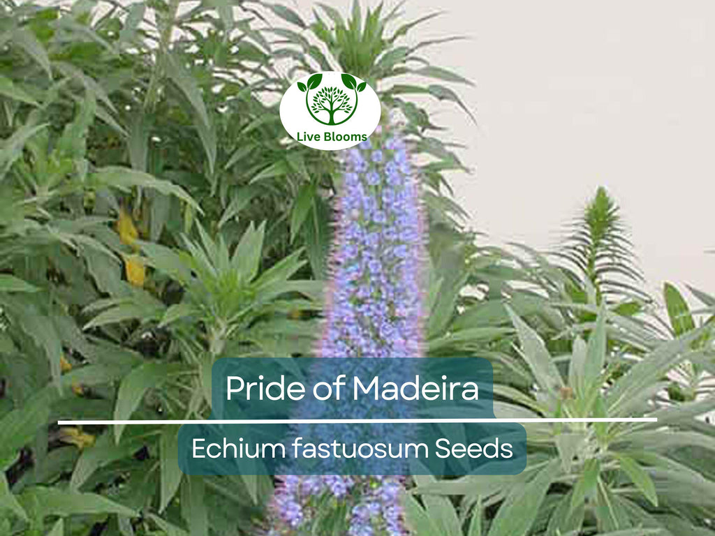 50 Pride of Madeira Seeds (Echium fastuosum) | Blue Bugloss Flowering Plant, Beautiful Blue Blooms, Hardy Shrub, Pollinator-Friendly Garden