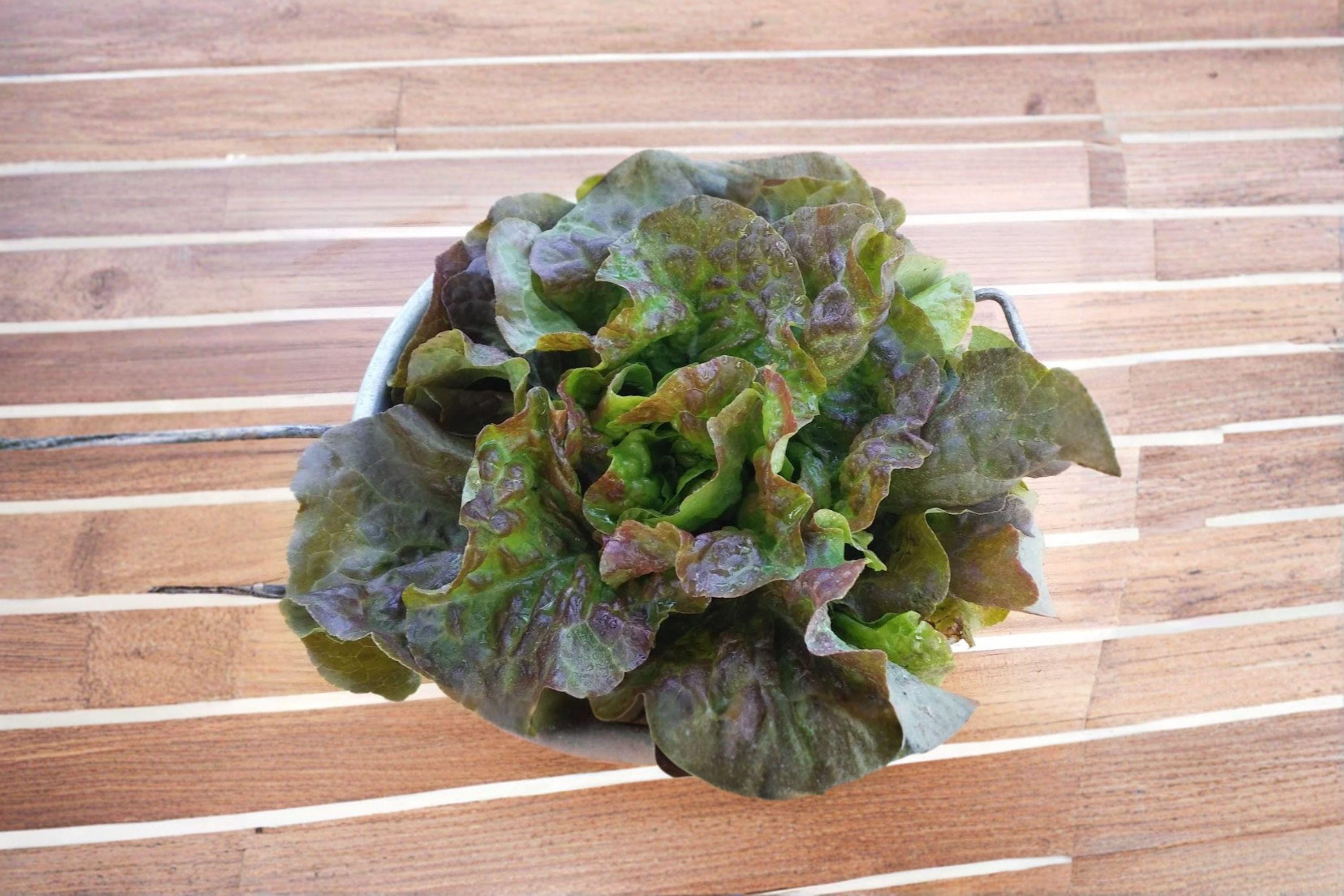 Bronze Mignonette – Butterhead Lettuce 700 Seeds | French Heirloom Lettuce | Bronze-Red Leaves | Sweet & Tender Butterhead
