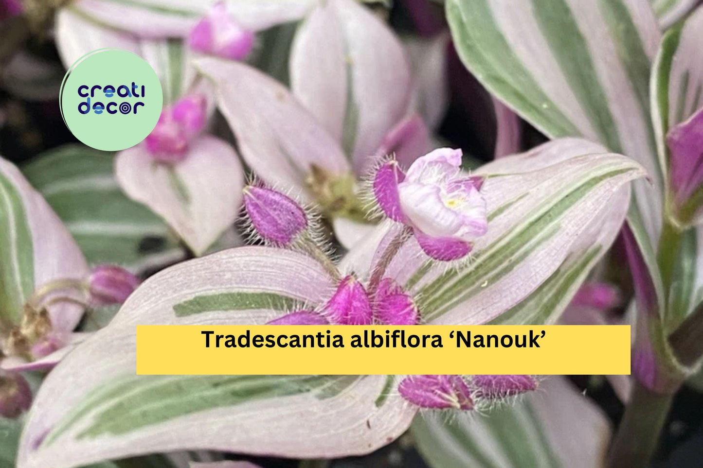 Tradescantia Nanouk Live Houseplant | 2 Rooted Cuttings with Pink Green Foliage | Easy Indoor Plant for Pots, Hanging Baskets