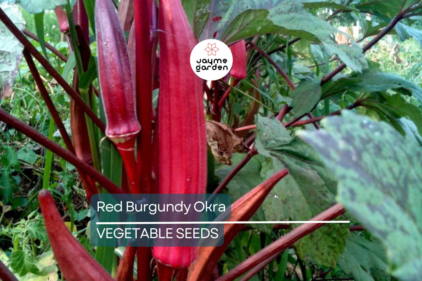 100 Red Burgundy Okra Seeds – Non-GMO Heirloom, Stunning Red Pods | USA Seller, Free Shipping