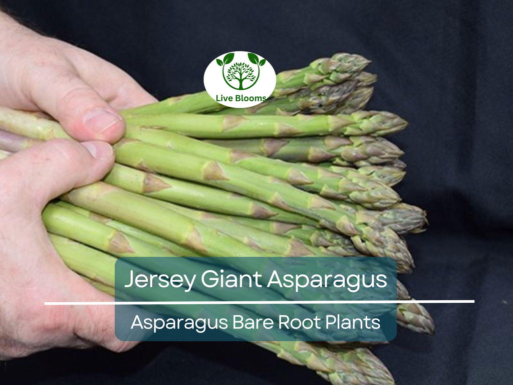 25 Jersey Giant Asparagus – 2 Year Bare Root Crowns – Live Perennial Veg Plants – Early, Heavy Yielding, Cold Hardy Variety