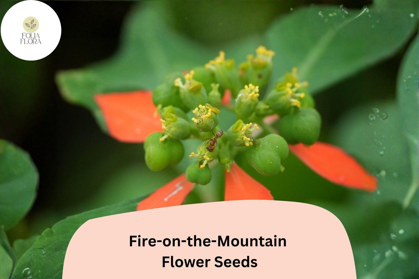10 Euphorbia cyathophora Seeds | Fire-on-the-Mountain | Bright Annual Wildflower for Garden & Pollinators