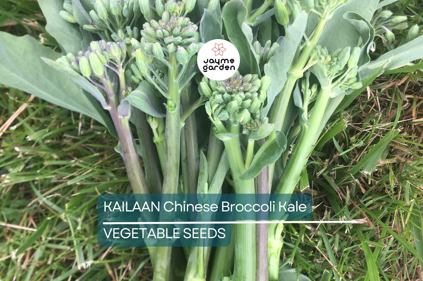 125 Kailaan Chinese Broccoli Seeds - Heirloom Gai Lan - Kai Lan - Asian Greens - Chinese Kale - Fast-Growing Leafy Veg