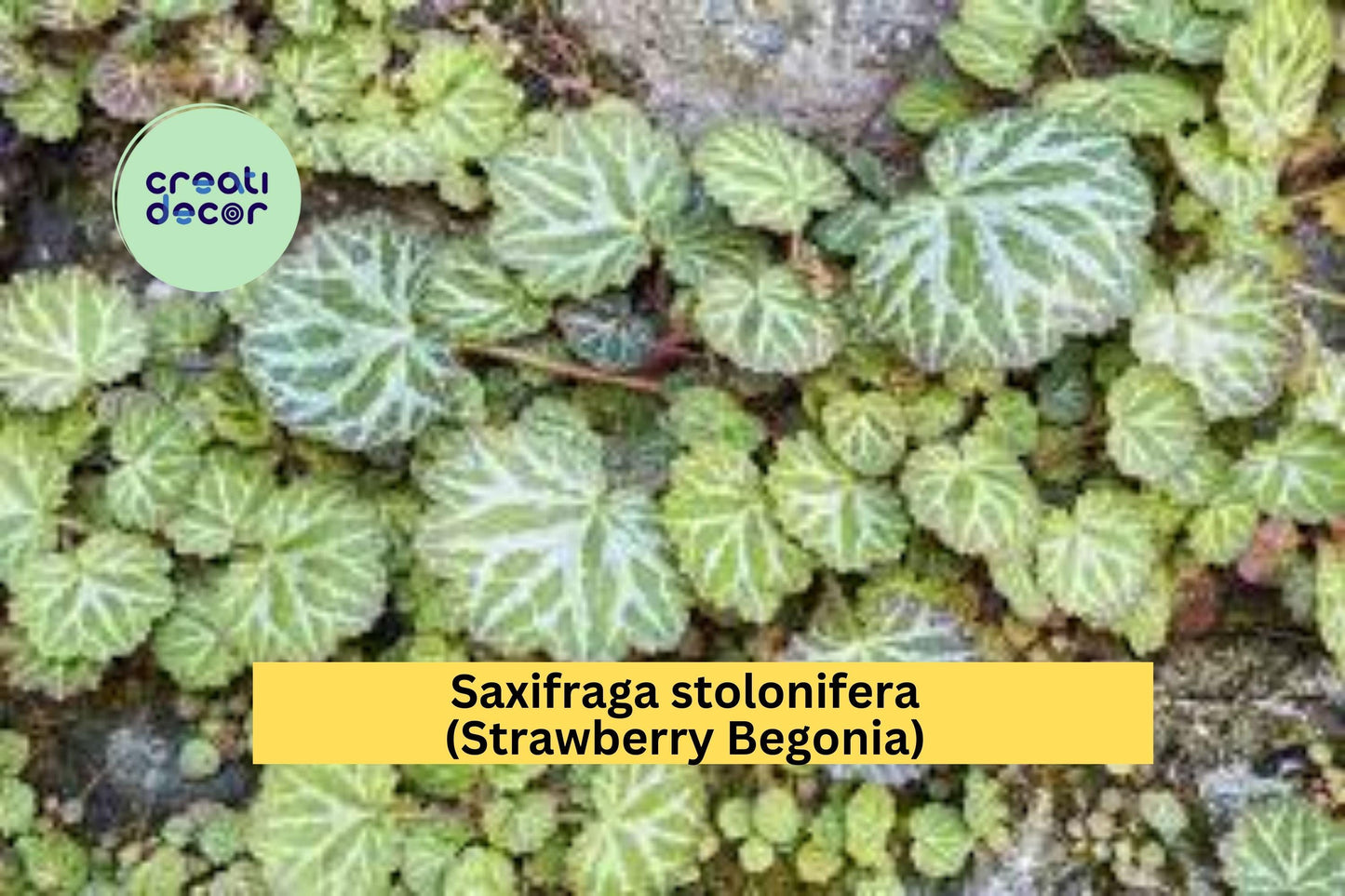 Saxifraga stolonifera Strawberry Begonia | 2 Bare Root Plants | Live Ornamental Groundcover with Trailing Runners