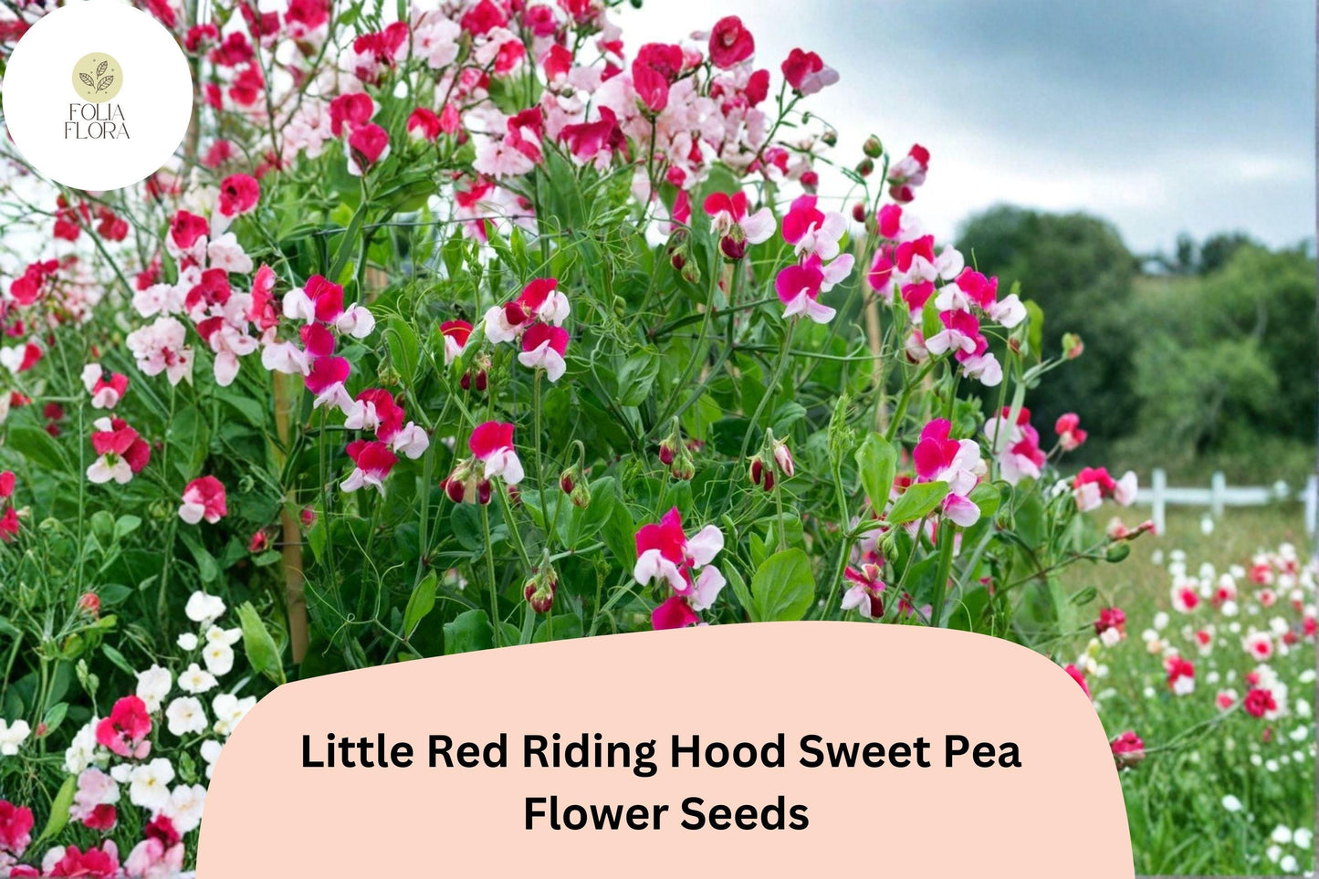 Little Red Riding Hood Sweet Pea Seeds | Lathyrus odoratus Red White Bicolor Blooms (50+ Seeds)