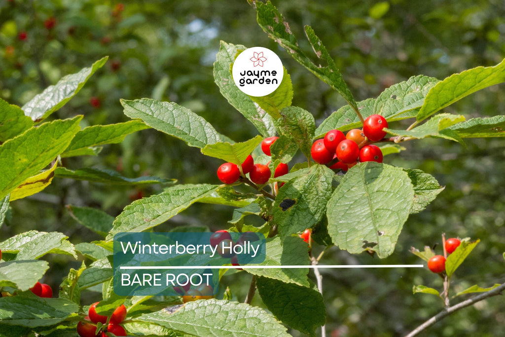 Winterberry Holly Bareroot Seedlings (10-Pack) | Ilex Verticillata | Cold Hardy Shrub | 6-10” Tall | Red Berries | Zones 3-9