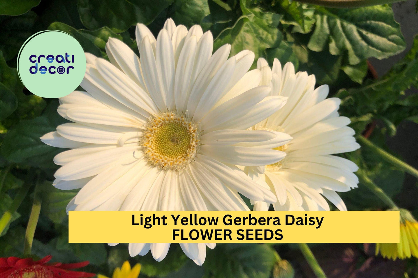 200+ Light Yellow Gerbera Daisy Seeds – Soft Yellow Blooms for Garden Planting, Long-Stemmed Flowers for Beds, Pots & Bouquets – USA