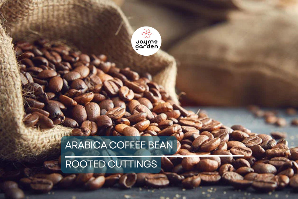 Arabica Coffee Plant | Live Rooted Starter | Grow & Brew Your Own Coffee | Indoor and Outdoor | Great Gift for Coffee Lovers