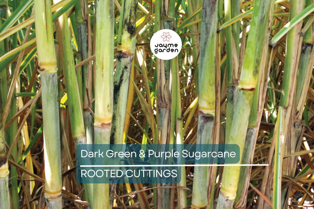 5 Dark Green and Purple Sugarcane Cuttings - Sweet & Juicy, 2" Rooted Sticks, Ready to Plant, Fast Growing, Live Plant