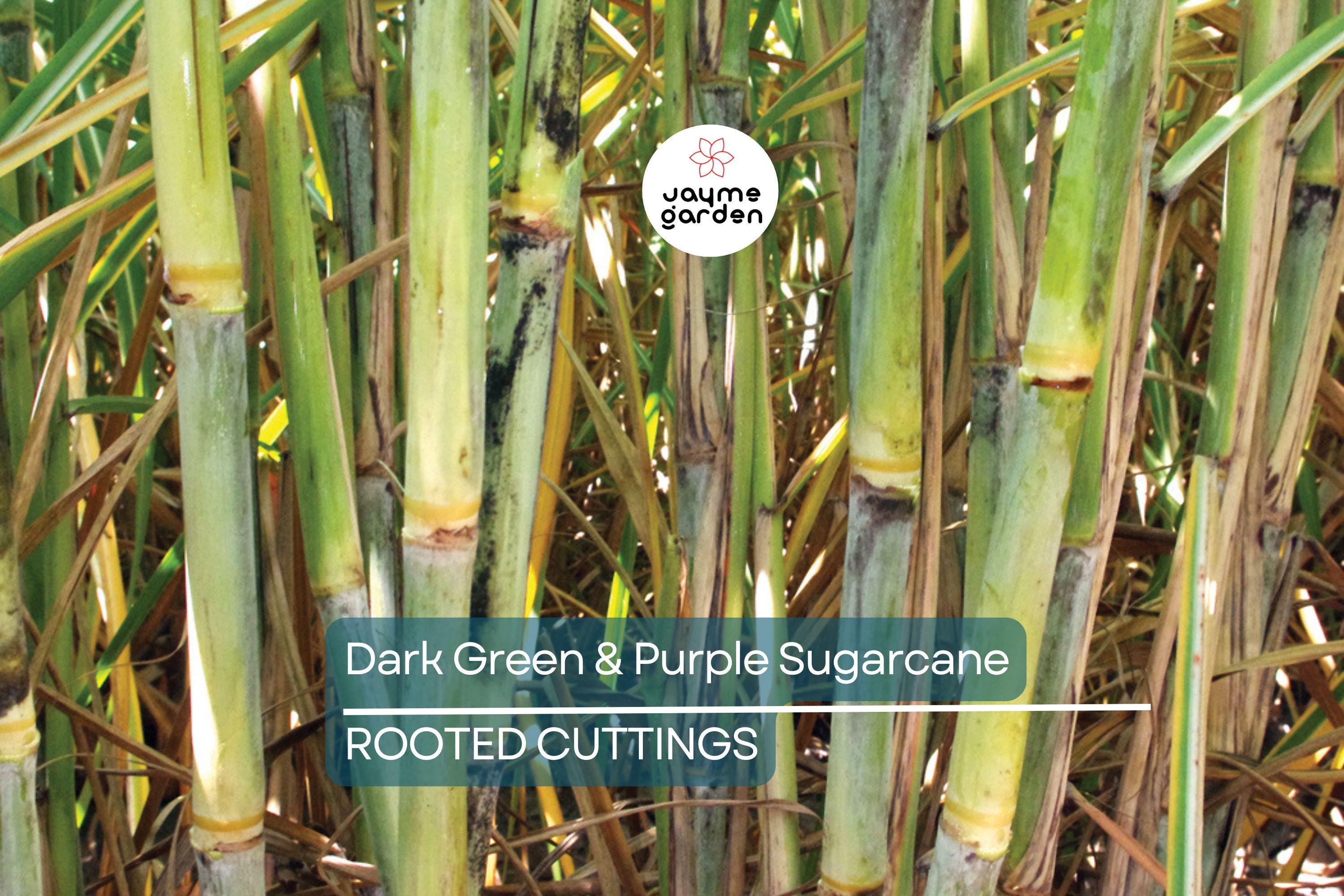 5 Dark Green and Purple Sugarcane Cuttings - Sweet & Juicy, 2" Rooted Sticks, Ready to Plant, Fast Growing, Live Plant